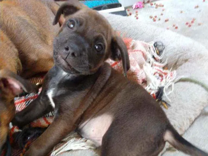 Cachorro ra a SRD idade 2 a 6 meses nome Filhotes