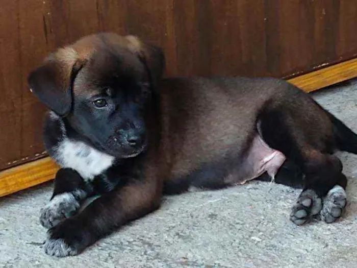 Cachorro ra a SRD idade 2 a 6 meses nome Filhotes