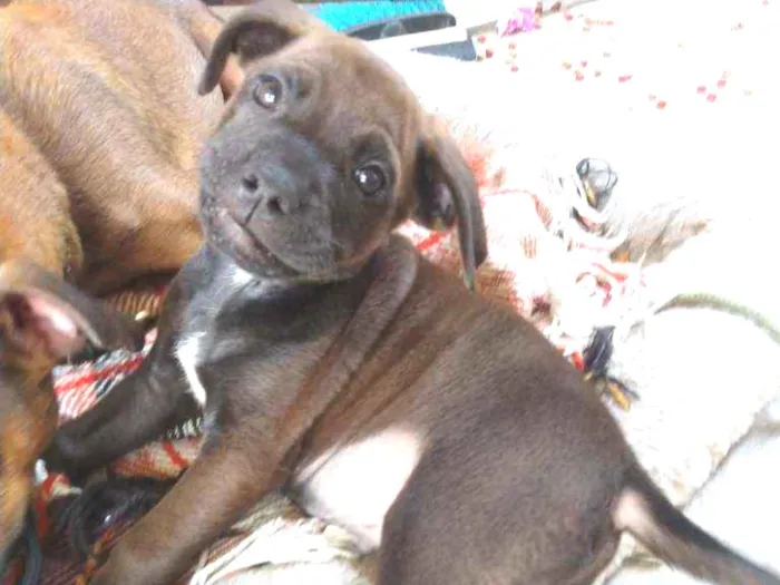 Cachorro ra a SRD idade 2 a 6 meses nome Filhotes