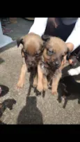 Lili lola lulu lala 