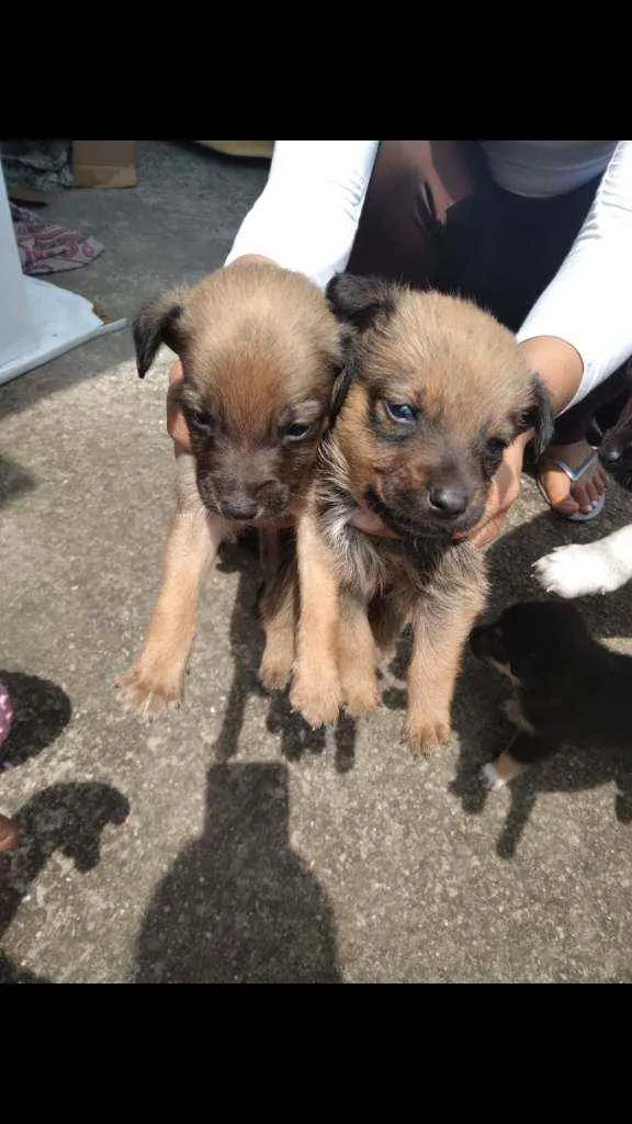 Cachorro raça Vira lata  idade Abaixo de 2 meses nome Lili lola lulu lala 