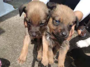 Cachorro raça Vira lata  idade Abaixo de 2 meses nome Lili lola lulu lala 