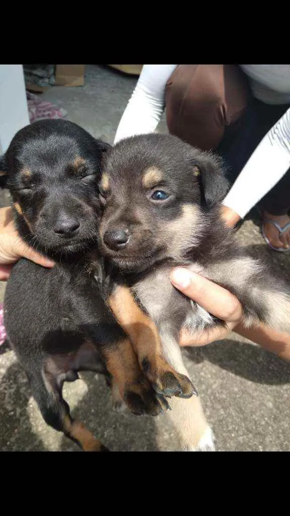 Cachorro raça Vira lata  idade Abaixo de 2 meses nome Lili lola
