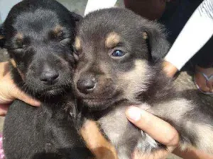 Cachorro raça Vira lata  idade Abaixo de 2 meses nome Lili lola