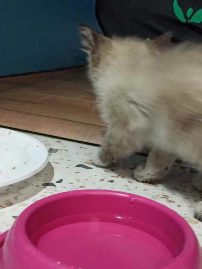 Gato raça  idade Abaixo de 2 meses nome Sem nome