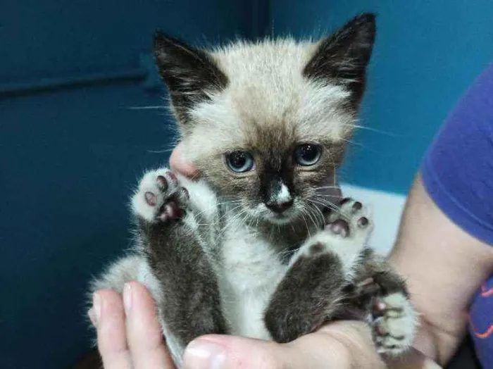 Gato raça  idade Abaixo de 2 meses nome Sem nome