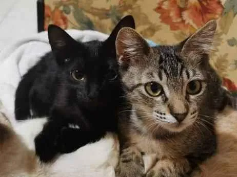 Gato raça SRD-ViraLata idade 2 a 6 meses nome Índia&Pretinha