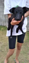 Lacinho