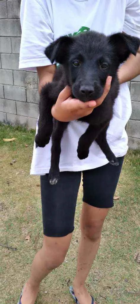Cachorro ra a Vira lata idade 2 a 6 meses nome Lacinho