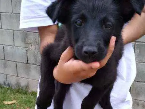 Cachorro ra a Vira lata idade 2 a 6 meses nome Lacinho