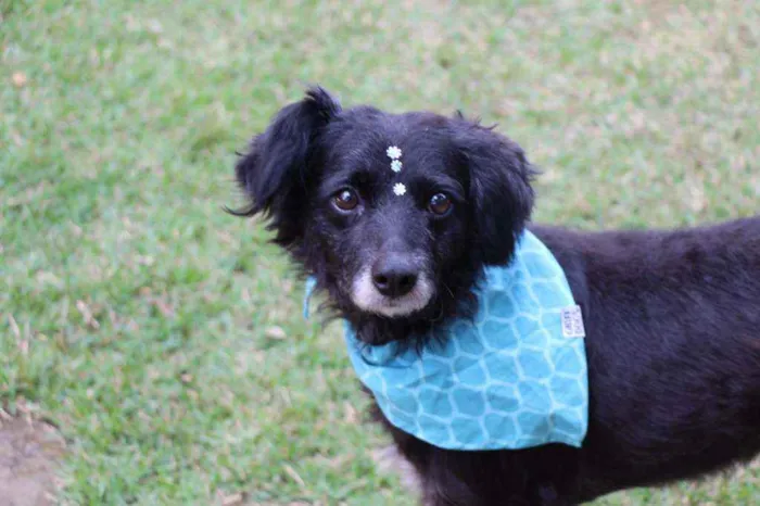 Cachorro raça SRD  idade  nome Safira