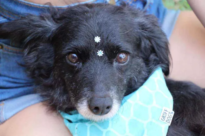 Cachorro raça SRD  idade  nome Safira