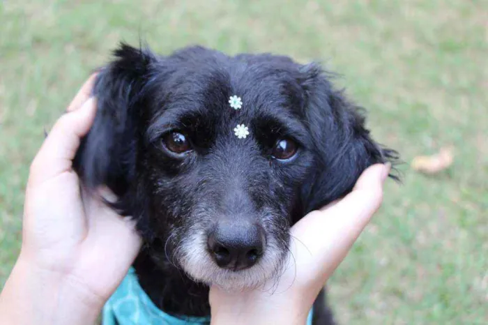 Cachorro raça SRD  idade  nome Safira