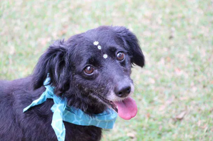 Cachorro raça SRD  idade  nome Safira