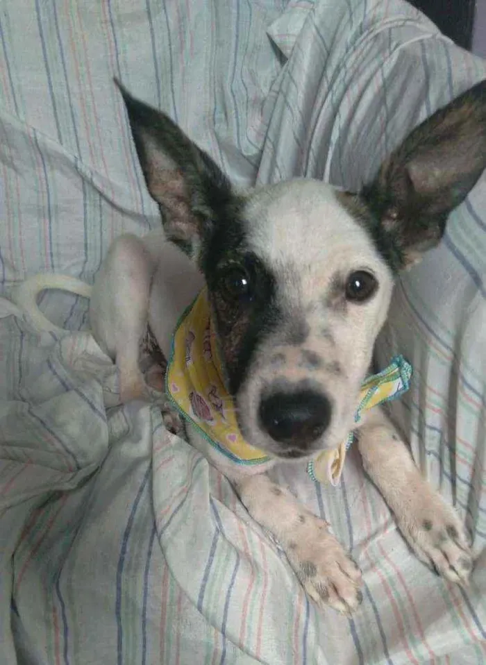 Cachorro ra a SRD idade 2 a 6 meses nome Bandit