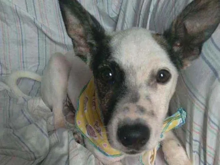 Cachorro ra a SRD idade 2 a 6 meses nome Bandit