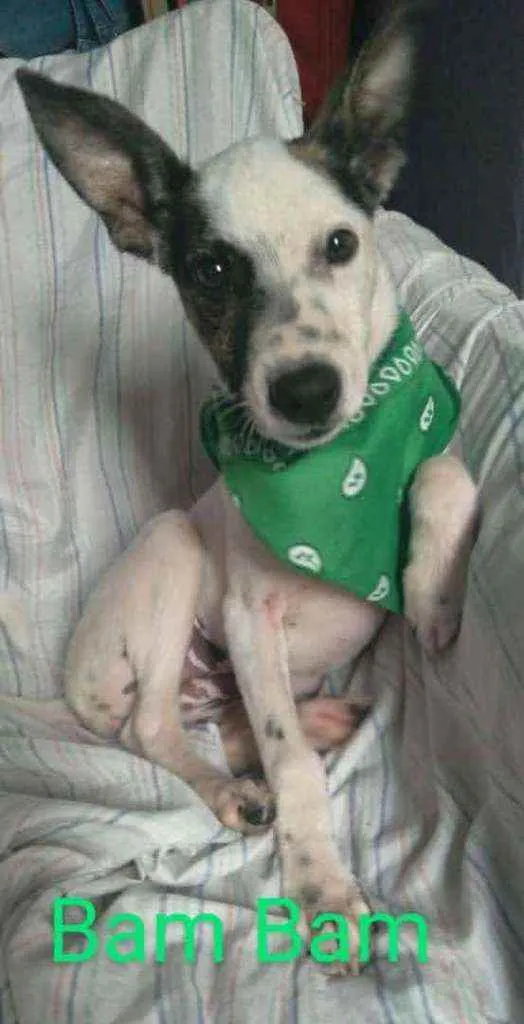 Cachorro ra a SRD idade 2 a 6 meses nome Bandit