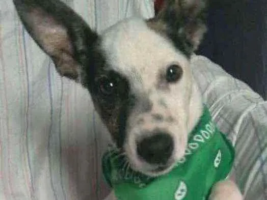 Cachorro ra a SRD idade 2 a 6 meses nome Bandit