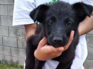 Cachorro raça Vira lata idade 2 a 6 meses nome Lacinho