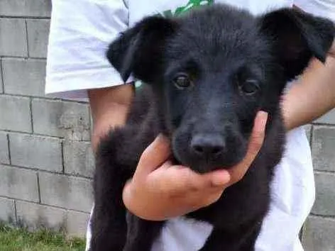 Cachorro ra a Vira lata idade 2 a 6 meses nome Lacinho