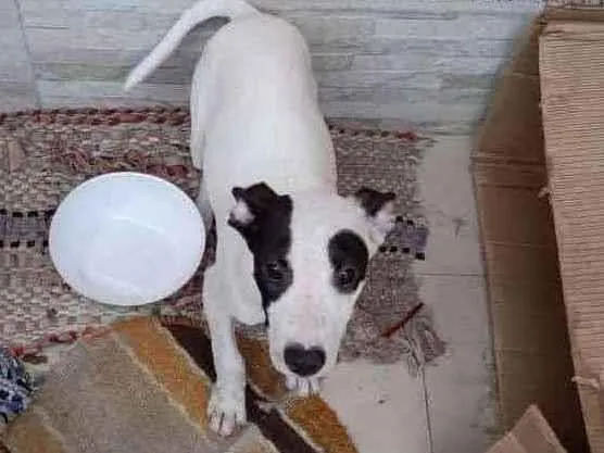 Cachorro ra a SRD idade 2 a 6 meses nome Nina