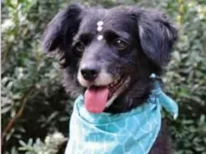 Cachorro raça SRD  idade  nome Safira