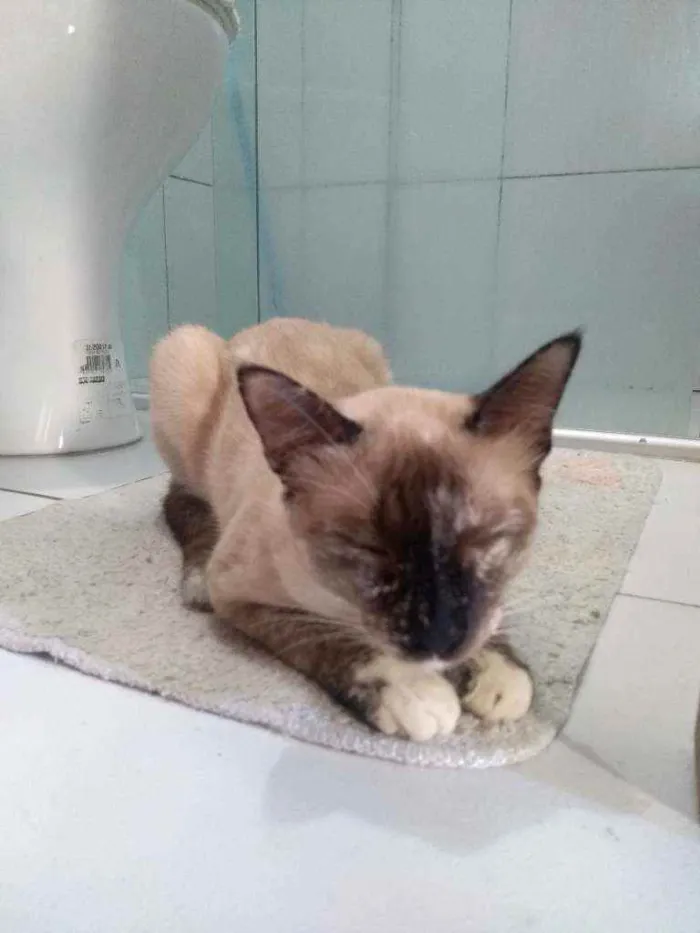 Gato ra a Siamês idade 7 a 11 meses nome Luna