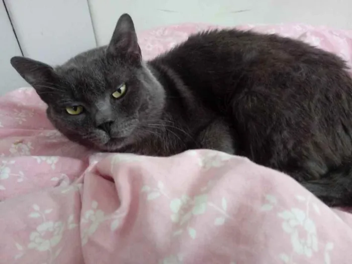 Gato raça Cinza blue  idade 1 ano nome Plumb lindo 