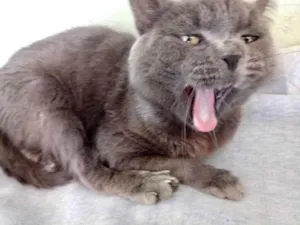 Gato raça Cinza blue  idade 1 ano nome Plumb lindo 