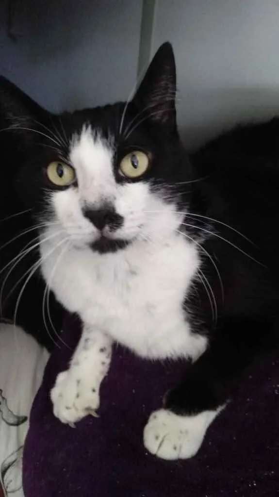 Gato raça Srd  idade 3 anos nome Diego 