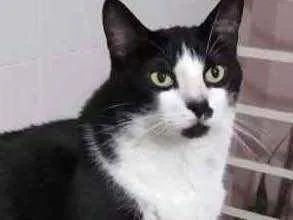Gato raça Srd  idade 3 anos nome Diego 