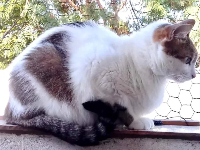 Gato raça Srd idade 3 anos nome  Branquinho 