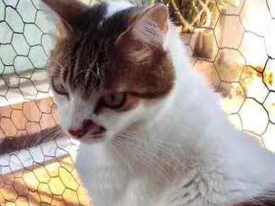 Gato raça Srd idade 3 anos nome  Branquinho 