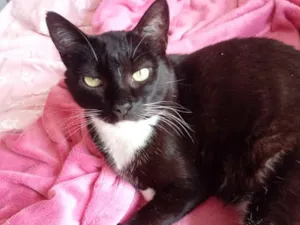 Gato raça Srd idade 2 anos nome Ariane 