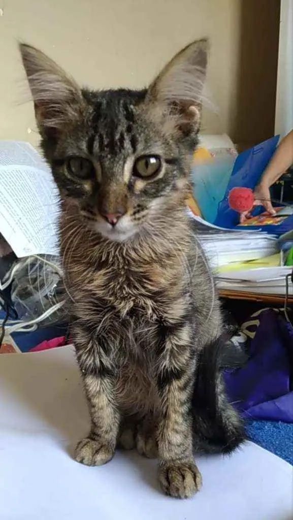 Gato ra a Srd idade 2 a 6 meses nome Tayga