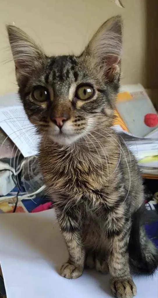 Gato ra a Srd idade 2 a 6 meses nome Tayga