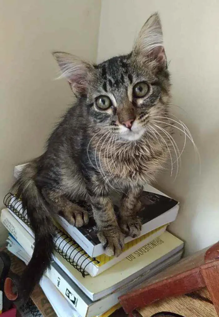 Gato ra a Srd idade 2 a 6 meses nome Tayga