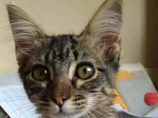 Gato ra a Srd idade 2 a 6 meses nome Tayga