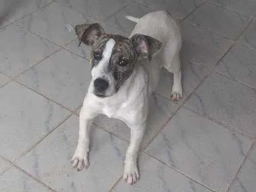 Cachorro ra a SRD idade 2 a 6 meses nome Cecilia 