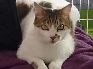 Gato raça Srd idade 3 anos nome  Branquinho 