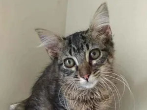 Gato raça Srd idade 2 a 6 meses nome Tayga