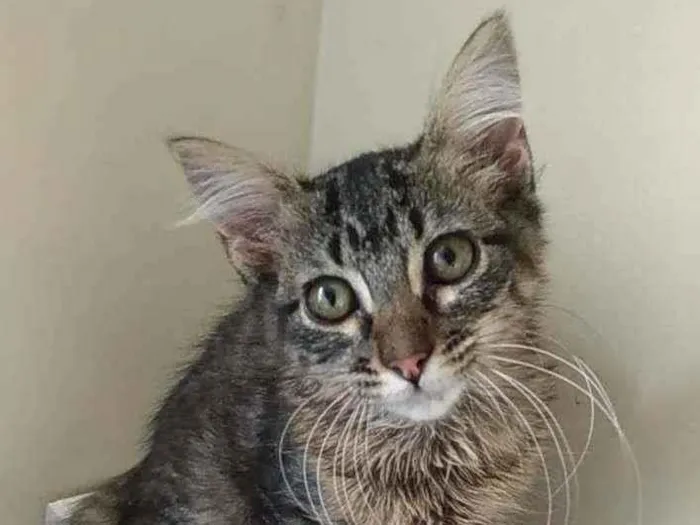 Gato ra a Srd idade 2 a 6 meses nome Tayga