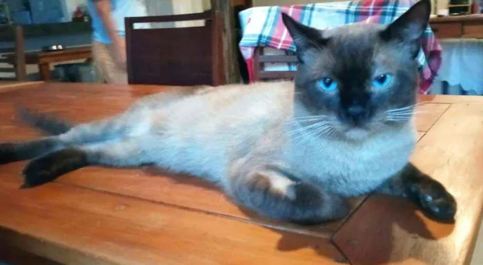 Gato ra a Siamês idade 1 ano nome Sem nome
