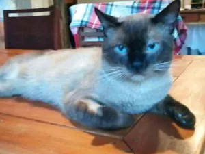 Gato raça Siamês idade 1 ano nome Sem nome