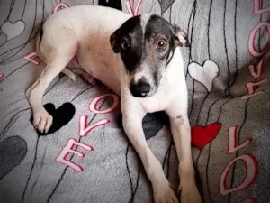 Cachorro raça SRD idade 1 ano nome Jasmim
