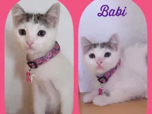 Gato raça SRD  idade Abaixo de 2 meses nome Babi