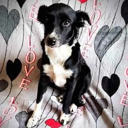 Cachorro ra a SRD idade 2 anos nome Anita
