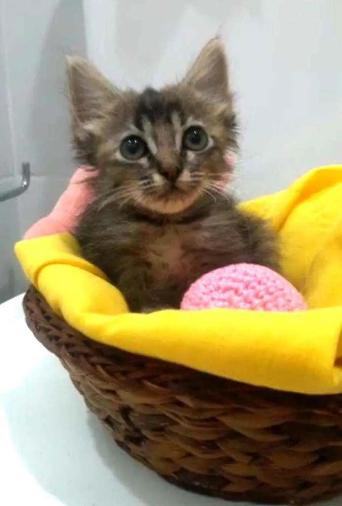 Gato ra a Srd idade 2 a 6 meses nome Pietra