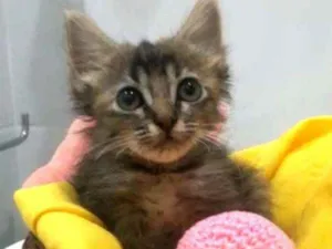 Gato raça Srd idade 2 a 6 meses nome Pietra