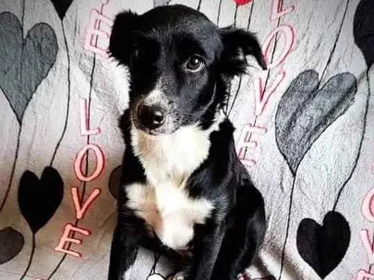 Cachorro ra a SRD idade 2 anos nome Anita
